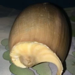 Vendora Κοχύλι θαλασσης