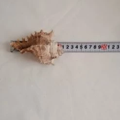 Vendora ΚΟΧΥΛΙΑ Marine Sea Decoration 11,5 Cm Big Conch Natural Ornaments Shell -vendora shop ece7c0dfb319f0e0e1bf4478191e7233ec969ebe xl