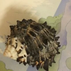 Vendora Κοχύλι θαλασσης -vendora shop ee82b81eca6728c10081e0df2bfe4d5c396cde85 xl