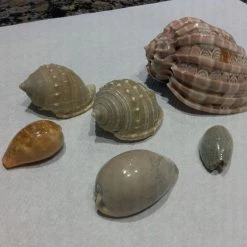 Vendora Συλλογή κοχυλιών -vendora shop f0f9188a0543acc75aeb19b8bbe7dcdf52ce48d1 xl