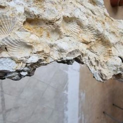 Vendora Μοναδικοί παλαιοντολογικοί λίθοι 250 εκατομμυρίων ετών με απολιθώματα κοχυλιών -vendora shop f203b81dd88ee3c90031f3e7498245f00f150831 xl