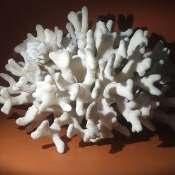 Vendora Φυσικό κοράλλι λευκό βάρος 1310gr. -vendora shop f205d0e2bd69129c2494d8be8af8dd188604c5c9 xl