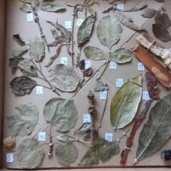 Vendora Φυτοπαθολόγιο -vendora shop f26760349863332afdc2021fbbe7753ebbb6c869 xl