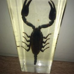 Vendora Μεγάλος Σκορπιός