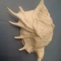 Vendora Κοχύλι θάλασσας!!!