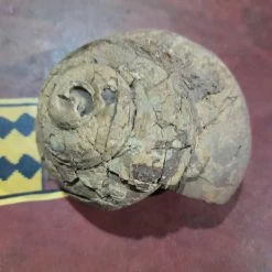 Vendora Απολιθωμενο οστρακο