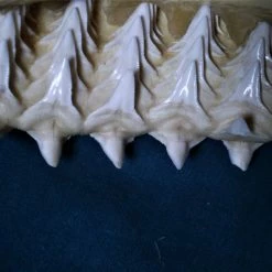 Vendora Σιαγόνα με δόντια καρχαρία σκελετός -vendora shop f35ed5ccdb1f33158188bae8e88829e4d37874d7 xl