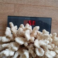 Vendora Μεγαλο φυσικο κοραλλι 5.1kg -vendora shop f35f8890c9aa1e9927b2cadf263be7cee82c82b4 xl