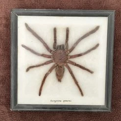 Vendora Tarantula "Eurypeima Spinicrus" βαλσαμωμένη -vendora shop f5946286ada48097ee476d459d37cf8683fd0848 xl