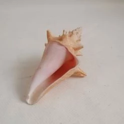 Vendora ΚΟΧΥΛΙΑ Natural Conch Shell Dragon Head Snail 10cm -vendora shop f60492bac0a5ca83040eca44f60082e7968fb4a8 xl