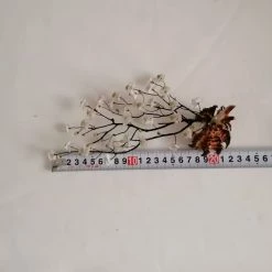 Vendora ΚΟΧΥΛΙΑ Handmade Creation Decor Of Natural Sea Shells Aprox 22cm 12 Vendora ΚΟΧΥΛΙΑ Handmade Creation Decor Of Natural Sea Shells Aprox 22cm -vendora shop f62a3ff94f5810f8728400fd79b6af21674efd09 xl