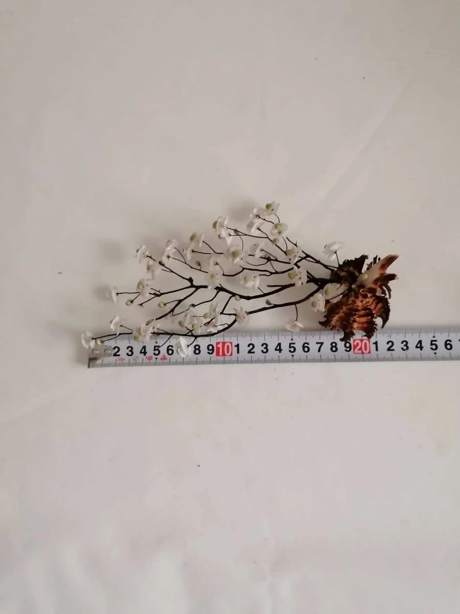 Vendora ΚΟΧΥΛΙΑ Handmade Creation Decor Of Natural Sea Shells Aprox 22cm 7 Vendora ΚΟΧΥΛΙΑ Handmade Creation Decor Of Natural Sea Shells Aprox 22cm - Image 5