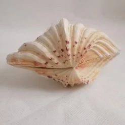 Vendora ΚΟΧΥΛΙΑ Marine Sea Decor 18cm Giant Clam Tridacna Big Conch Natural Craft Ornaments 10 Vendora ΚΟΧΥΛΙΑ Marine Sea Decor 18cm Giant Clam Tridacna Big Conch Natural Craft Ornaments -vendora shop f6bb2806d61383c3cf70d37a65bb4a22be22687e xl