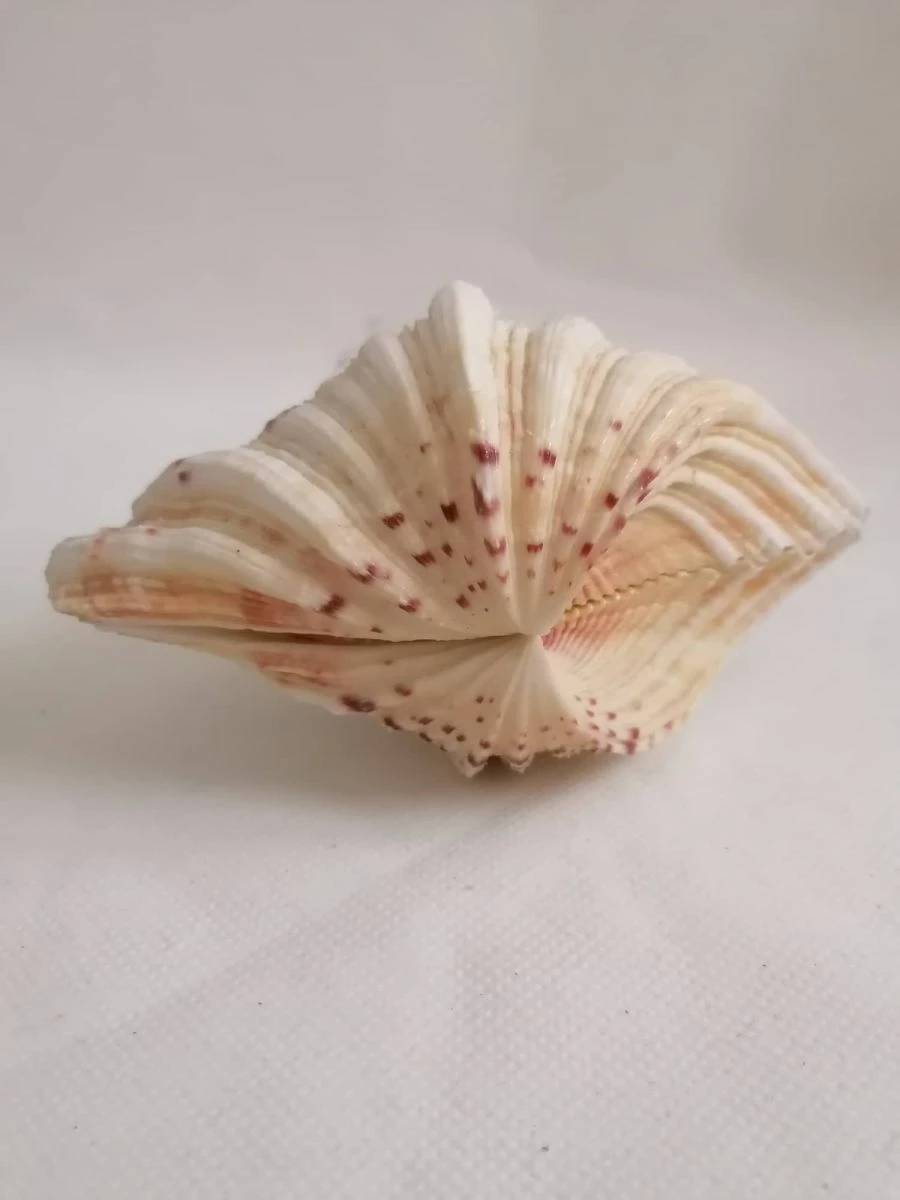 Vendora ΚΟΧΥΛΙΑ Marine Sea Decor 18cm Giant Clam Tridacna Big Conch Natural Craft Ornaments 4 Vendora ΚΟΧΥΛΙΑ Marine Sea Decor 18cm Giant Clam Tridacna Big Conch Natural Craft Ornaments - Image 2