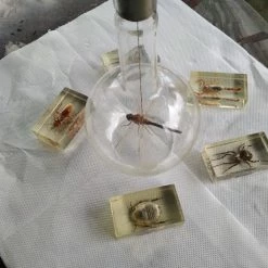 Vendora ΕΠΙΤΡΑΠΈΖΙΑ ΔΙΑΚΟΣΜΗΤΙΚΆ ΜΕ ΑΡΘΡΟΠΟΔΑ ΠΕΡΙΚΛΥΟΜΕΝΑ ΜΕ ΓΥΑΛΊ (ΠΑΚΈΤΟ 6 ΤΕΜΑΧΙΑ) -vendora shop f8aea4f4a99c2a28917b5a63047191897f12df96 xl