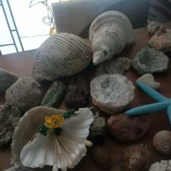 Vendora ΚΟΧΥΛΙΑ ΟΣΤΡΑΚΑ. ΠΕΤΡΩΜΑΤΑ η τιμή είναι για ολα 18 Vendora ΚΟΧΥΛΙΑ ΟΣΤΡΑΚΑ. ΠΕΤΡΩΜΑΤΑ η τιμή είναι για ολα -vendora shop f8d192757f61d6894af0eba34d9f00551ea3a0a0 xl