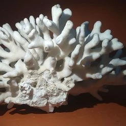 Vendora Φυσικό κοράλλι λευκό βάρος 1310gr. -vendora shop fa1c3c3f131a57fb5f7cb8ad0340a6ac9a35818f xl