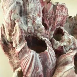 Vendora Γνήσιο ροζ κοράλλι θαλασσινό διακοσμητικό