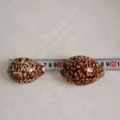 Vendora ΚΟΧΥΛΙΑ Tiger Shell Cowrie 2 Pcs Spotted Specimen Natural