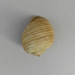 Vendora Θαλασσιο Σαλιγκαρι "Tonna Galea". -vendora shop fb8db8837e61f94223a33911ef6d23fb36f92d21 xl