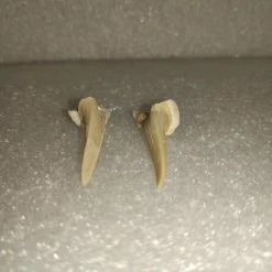 Vendora Φυσικα Δοντια Καρχαρια -vendora shop fc67f22f9349ed8af67427cc6a89cded7f604512 xl