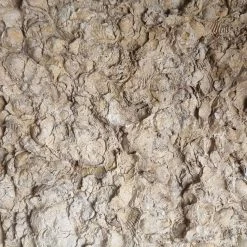 Vendora Μοναδικοί παλαιοντολογικοί λίθοι 250 εκατομμυρίων ετών με απολιθώματα κοχυλιών -vendora shop fd27096cc019cda87c172d32ddd0c476b2bf8d3e xl