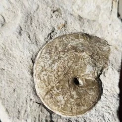 Vendora Απολίθωμα -vendora shop fd91a9ca1dc1c1d680726acbf04ddc1eba51b3e0 xl