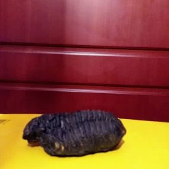 Vendora Τριλοβίτης παλαιοζωικού αιώνα ,400 εκατομμυρίων ετών,της Δεβόνιας περιόδου,διαστάσεων 12χ7,βάρους 900 γραμμαρίων -vendora shop fde38e22fc4b81819aab44c17d47e5c5866b4136 xl