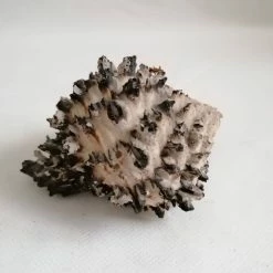 Vendora ΚΟΧΥΛΙΑ Murex Black Spiral Sea Shells Size 10cm Natural -vendora shop fdfdf90aa19dd42341fa5214ae6da278b943aa99 xl