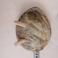 Vendora ΚΟΧΥΛΙΑ Large Abalone Shell Pacific Mother Of Pearls -vendora shop ff2c4a0f84fc1b3c335025aaca7cd77782939887 xl