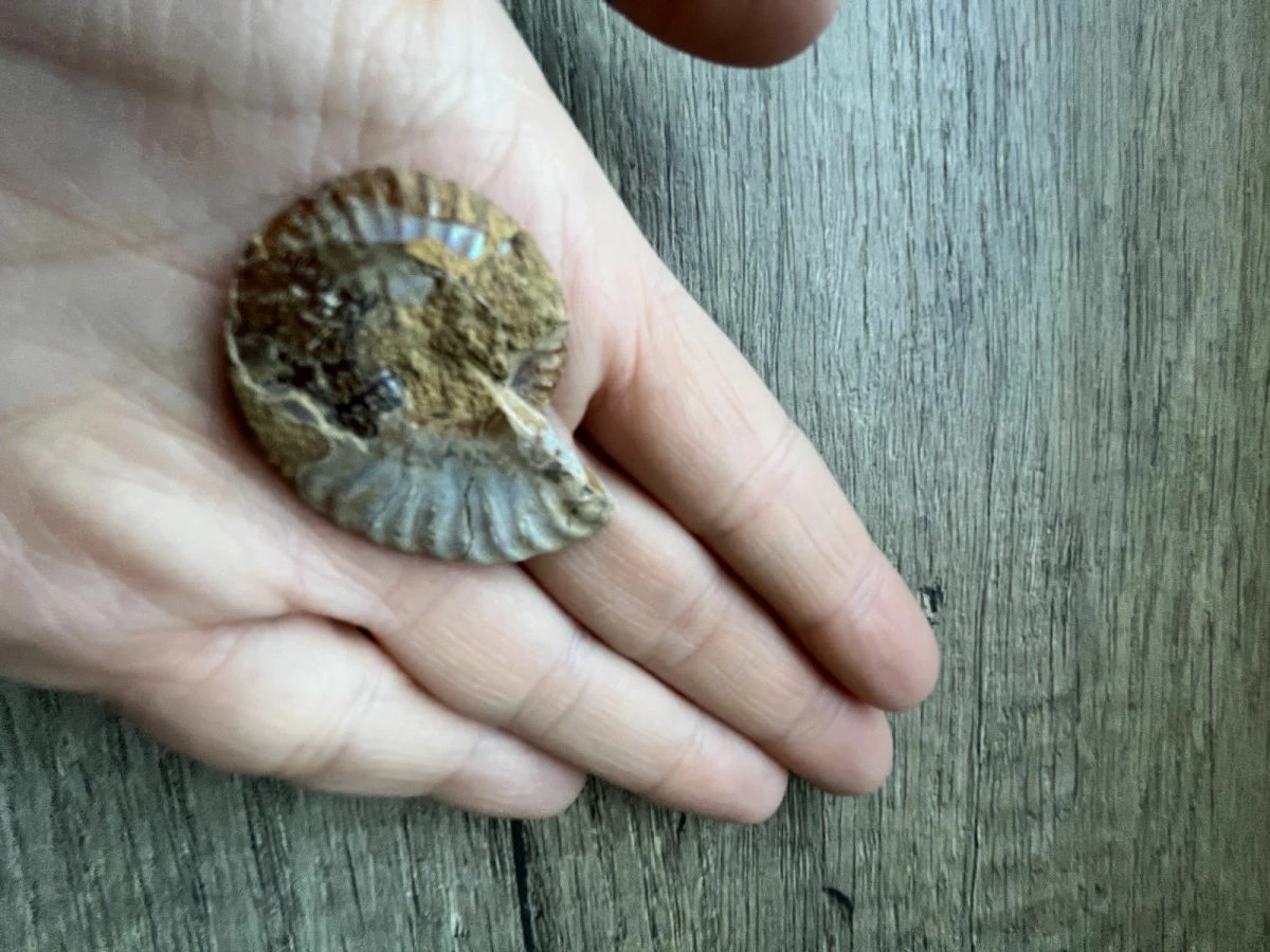 Vendora Αμμωνιτης 3 Vendora Αμμωνιτης - Image 2