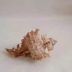 Vendora ΚΟΧΥΛΙΑ Marine Sea Decoration 11,5 Cm Big Conch Natural Ornaments Shell -vendora shop ffa274cdce07a105122b6ec8b1998db2287429eb xl